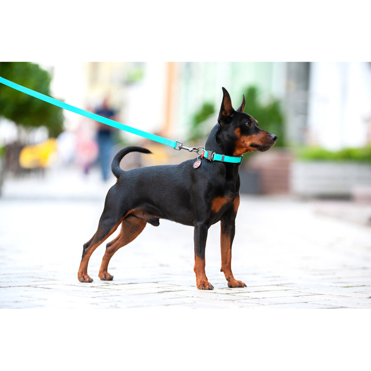 Veekindel pimedas helendav kaelarihm sinine, 3 suurust, lihtne puhastada ja mugav kasutada, ideaalne koertele igaks ilmastikuoluks.