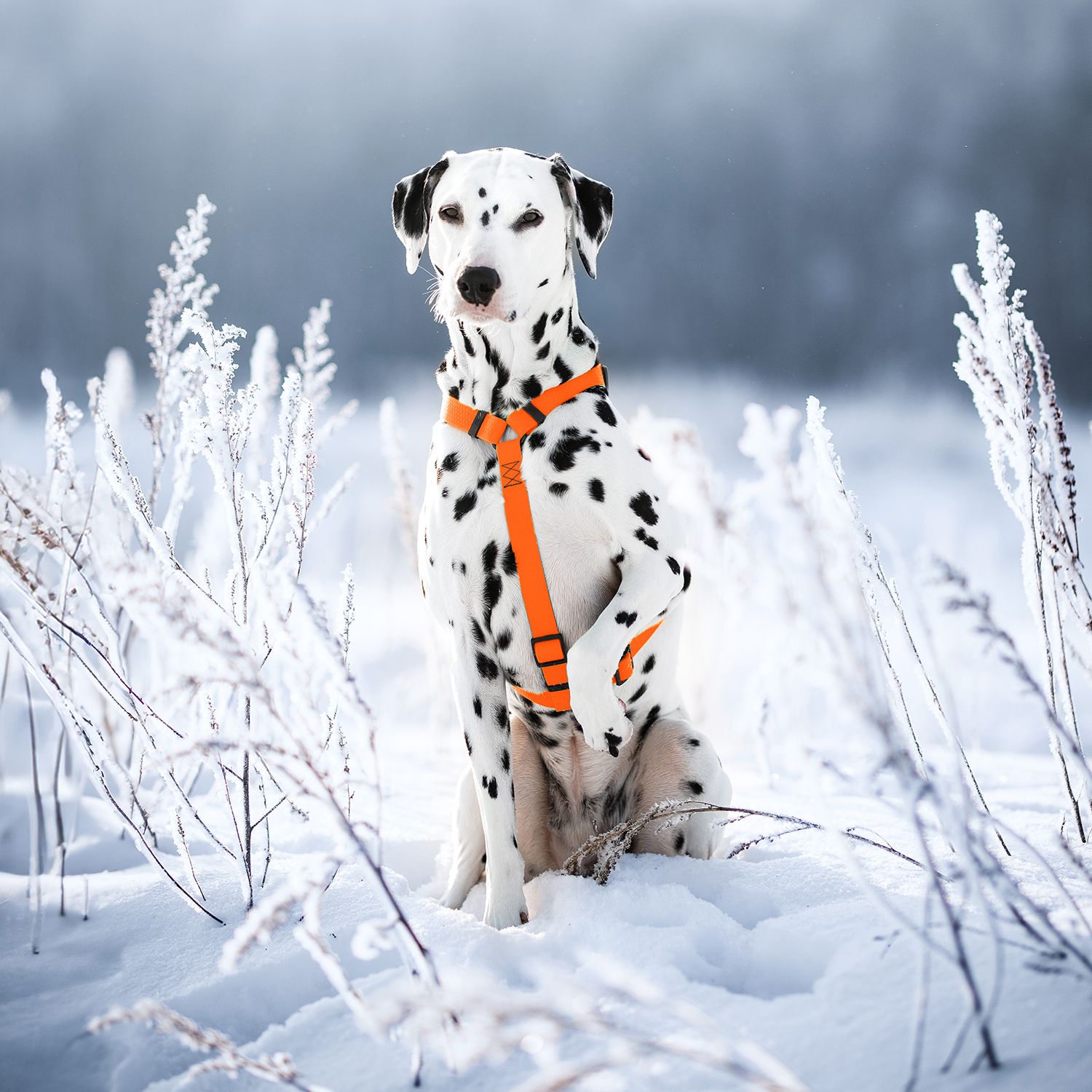 Veekindlad koera traksid QR-Tagi ning metallist kinnitusega - Image 3