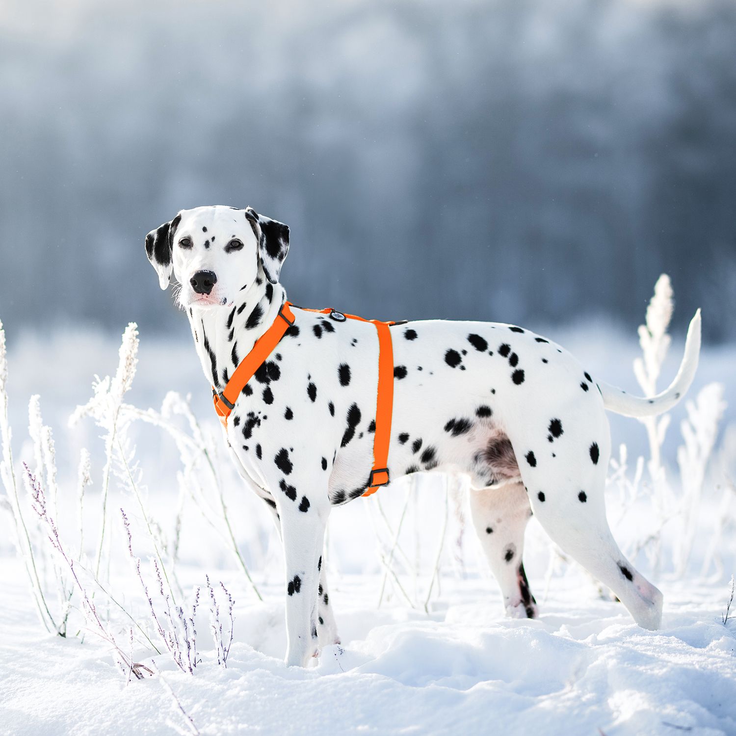 Veekindlad koera traksid QR-Tagi ning metallist kinnitusega - Image 4