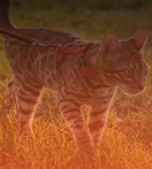 Kissan valjaat ja taluttimet