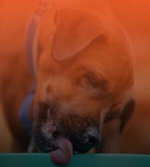 Koirien ruokakupit ja aktivointimatot