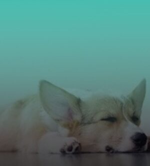 Peddit ja makuualustat