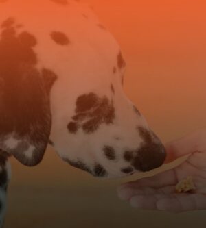 Koiranruoka ja herkut