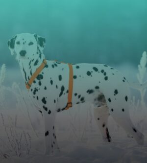 Valjaat ja taluttimet